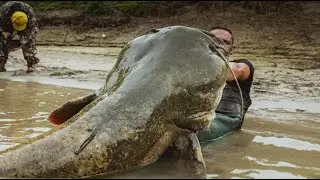 Mammoth Catfish tall 8,20 FEET VS little Boat  by Yuri Grisendi