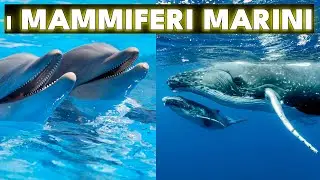 I MAMMIFERI MARINI LA VITA DEGLI ANIMALI CHE VIVONO NEGLI OCEANI - WILD 🐾 LIFE