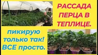 МОЙ САМЫЙ ПРОСТОЙ СПОСОБ ПИКИРОВКИ ПЕРЦА / ПИКИРОВАТЬ ИЛИ НЕТ / МОЙ ОПЫТ