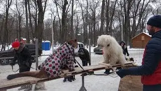 Пума на 