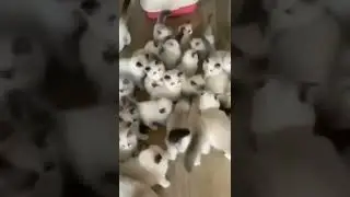 ПОПРОБУЙ ОТЛЕЧИ!😸🐱😁😊😃😄😘🥰😻