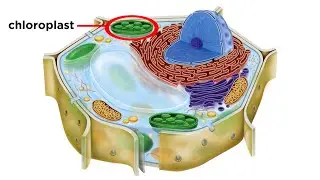 Eukaryotic Cells Part 2: Plant Cells