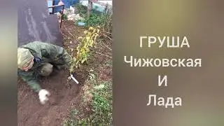 Груша Чижовская 👍