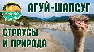 Агуй-Шапсуг. Страусы и виды природы