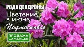 Рододендроны в Подмосковье. Цветение. Продажа саженцев