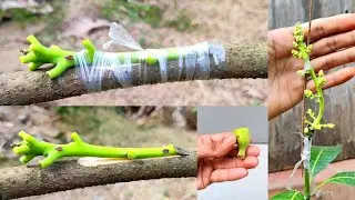 Mango grafting new technique In February Month |How to graft mango tree in SUMMER!!