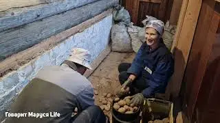 Волки пришли? Осенний сбор ягод, морковь-гигант, лебединое 