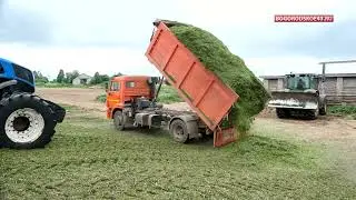 Красное Знамя силосует