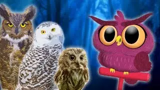 Owls for Kids 🦉 Animals for Kids | Educational Videos for Kids