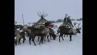 Жизнь оленеводов зимой