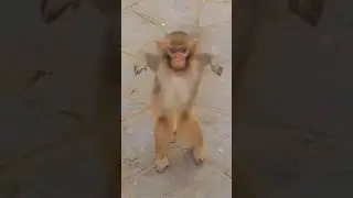 КТО ЭТО? 😰 #monkey #rek #обезьяна #brother #прикол #а4 #юмор #funny #animals #ржака