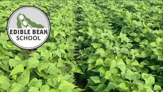 Edible Bean School: Precision ag drives profit in dry beans