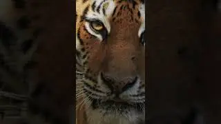 Poem Time for Kids (Tigers) from ‘Funky the Green Teddy Bear’  