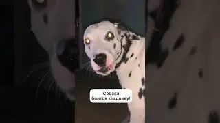 Собака видит призрака/Dog sees a ghost 