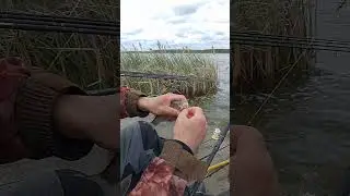 На эту снасть карась ловится всегда 