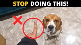 7 Mistakes that Shorten your Beagles Life