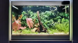 Eheim 60 XL   -   Umbau zum Guppy Aquarium