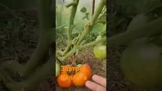 Томат Завтрак Келлога