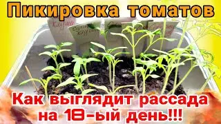 Пикировка томатов🌱🌱🌱 Корневая система просто радует 🥳