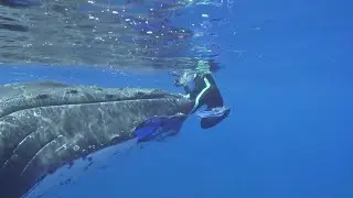 Whale Protects Diver From Nearby Shark