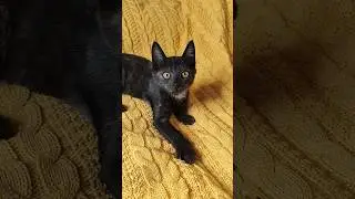 Мелисса. Для кого-то жизнь котенка не имеет ценности но это в прошлом. Сейчас этой малышке нужен дом