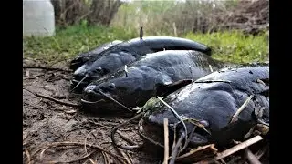 Рыбалка на перемет. Самая уловистая снасть на СОМА.Сом на живца. Рыбалка с ночевкой.