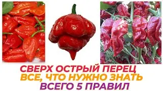 СЕКРЕТЫ ВЫРАЩИВАНИЯ СВЕРХ ОСТРОГО ПЕРЦА / КАК БЫСТРО НАУЧИТСЯ ПОЛИВАТЬ РАССАДУ /  ПЕРВАЯ ПОДКОРМКА