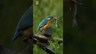 WONDERFUL BIRDS | THE KING OF FISHING | BIRDS FISHING SKILLS |  RELAXING NATURE