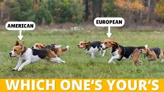 3 Types of Beagles: Which Ones Yours?