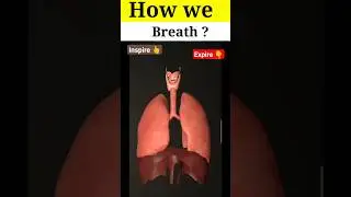 Breathing Animation 3D 