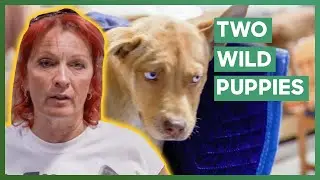 Tia Rushes To Rescue Two Wild Puppies From A Warehouse | Pit Bulls & Parolees