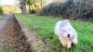 Walking with Mare Poo-Ton: Felmingham Station