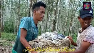 Petani Karet.Bocah Mbatu 16