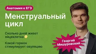 6.107. Менструальный цикл | Анатомия к ЕГЭ | Георгий Мишуровский