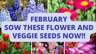 February: Start These Seeds Now!!🌸🍅