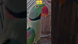 CUTE 🥰🥺FUNNY 😂🤣 TALKING PARROT Cute 🥰🐣🐈🐥#ytshorts #shorts #youtubeshorts #parrot #mittoo #india