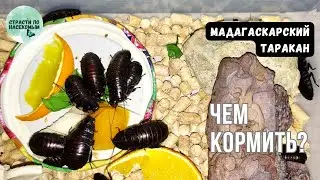 Мадагаскарский шипящий таракан. Чем кормить?