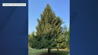 2024 STATE CHRISTMAS TREE SELECTED