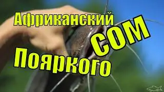 Рыбалка на сома и карпа в Поярково