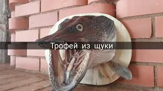 Трофей из щуки. Чучело. Трофейная щука. Делаем трофей из головы