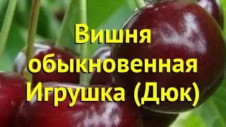 Лавровишня обыкновенная, лекарственная. Краткий обзор, описание prunus cerasus игрушка (дюк)