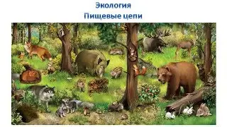 Экология - Пищевая цепочка