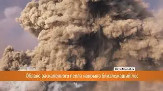 Почему умер лес?
