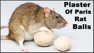 Does This Homemade Rat Poison Work? Plaster Of Paris Rat Balls.  MousetrapMonday