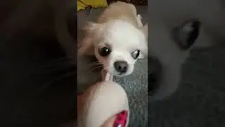 Малий шкодник