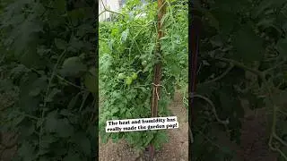 August 1st Garden Update: INSANE Growth!