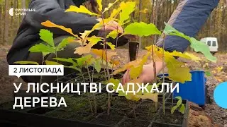 У Тростянецькому лісництві за європейською технологією висадили понад 3 тисячі дерев