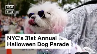 The Best of NYCs Halloween Dog Parade