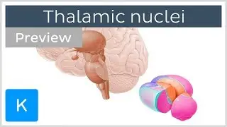 Thalamic nuclei: anatomy and functions (preview) - Human Neuroanatomy | Kenhub