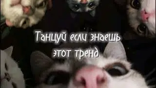 Танцуй если знаешь этот тренд 🤟🐱